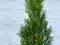 THUJA Tuja Smaragd 70 CM FVAT