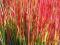 Imperata 'Red Baron' Czerwona Trawa sadzonki P9