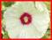 HIBISKUS BYL. OLD YELLA - KREMOWE KWIATY GIGANTY!
