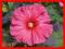 HIBISKUS JAZZBERRY JAM - OGROMNE RÓŻOWE KWIATY!