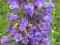 DZWONEK FIOLETOWY -sadzonki