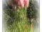 CORTADERIA TRAWA PAMPASOWA  RÓŻOWA SADZONKI