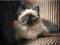 Piękne kocięta syberyjskie Neva masquarade