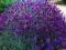 Lawenda pachnąca Hidcote -  sadzonka