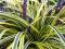 Liriope Variegata szafirkowe muscarii - sadzonka