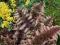 Paprotka Athyrium Burgundy Lace