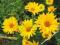 SŁONECZNICZEK SZORSTKI - Heliopsis helianthoides