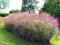trawa ozdobna Miscanthus Ferner Osten-sadzonka