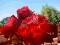 RÓŻA ANGIELSKA CZERWONA SILNIE PACHNĄCA