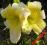 LILIOWIEC, LILIOWCE, HEMEROCALLIS SUNNY DELIGHT