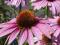 Różowa JEŻÓWKA MAGNUS echinacea HIT letnich rabat