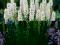 Białe maczugi LIATRA ALBA długo kwitnąca SADZONKI