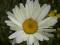 MARGERYTKA - bylina - sadzonki