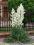 jukka yucca karolińska DORODNA ROŚLINA