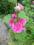 alcea malwy malwa  różowa   sadzonka