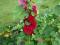 alcea malwy malwa  czerwona   sadzonka