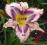 Hemerocallis Destined To See, liliowiec