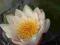 Nymphaea'Marliacea Rosea'-Lilia wodna duze sadzonk