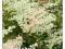 POLYGONUM AUBERTII RDEST AUBERTA 8M W ROK