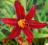 HEMEROCALLIS MEFISTO---liliowiec sadzonki