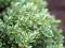 HEBE  pinguifolia-sadzonka