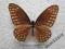 motyl Graphium megaera Male rare!