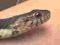 Zaskroniec amerykański Nerodia fasciata wąż