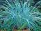 Trawa ozdobna LEYMUS ar. BLUE DUNE - niebieska -