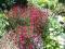 GOŻDZIK KROPKOWY,BYLINA WIELOLETNI ,BORDO,TANIO!!