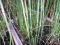 Equisetum hyemale camtschaticum skrzyp wodny