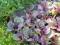Dąbrówka rozłogowa Burgundy Glow Ajuga reptans P9