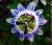 PASSIFLORA MĘCZENNICA BŁĘKITNA- duża sadzonka