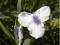 TRZYKROTKA OGRODOWA BIAŁA TRADESCANTIA