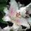 LILIA ORIENTALNA MUSCADET LILIUM ORIENTAL