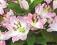LILIA ORIENTALNA SOUVENIR LILIUM ORIENTAL