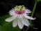 Passiflora foetida -LOVE IN THE MIST OWADOŻERNA!