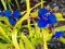 Złotolistna TRZYKROTKA SWEET KATE niebieski kwiat