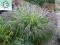 trawa ozdo ROZPLENICA JAPOŃSKA  PENNISETUM MOUDRY.