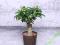 Ficus Microcarpa Ginseng Bonsai 60 cm HYDROPONIKA