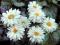 Złocień - Leucanthemum 'Victorian Secret'