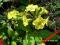 PIERWIOSNEK - PRYMULA - CIEMNY ŻÓŁTY -  SADZONKA