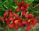 LILIOWIEC, LILIOWCE, HEMEROCALLIS CIMARRON GLORIE