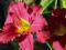 Liliowiec 'Pardon Me' (Hemerocallis) C2