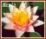 Lilia wodna 'Paul Hariot' (Nymphaea)  __ p11