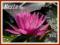 Lilia wodna Bernice Ikins (Nymphaea)  __ p11