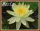 Lilia wodna 'Sunrise' (Nymphaea)  __ p11