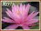 Lilia wodna 'Rose Arey' (Nymphaea)  __ p11
