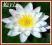 Lilia wodna 'Albatros' (Nymphaea)  __ p11