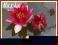 Lilia wodna 'Pygmaea Rubra' (Nymphaea)  __ p9