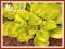 Funkia 'Piedmont gold' (Hosta)  C2